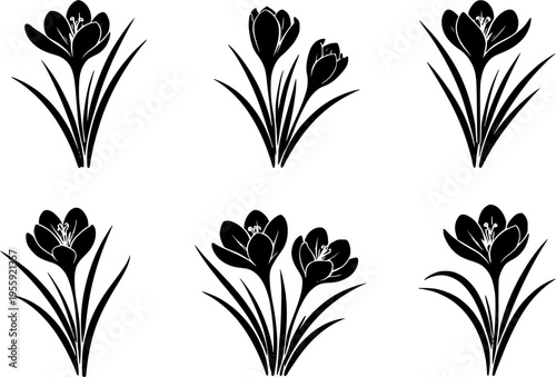 6 Premium Black Saffron Crocus Flowers Icons. Botanical Graphic Elements. Design Element. Clip art. Suitable for artwork design. Editable for any design.