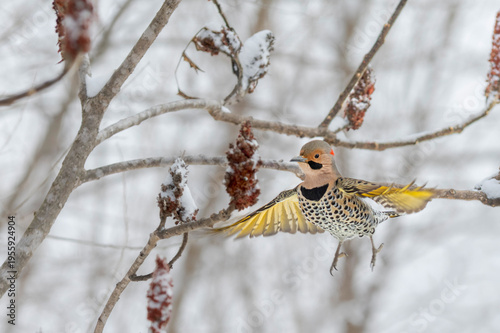 Male Northern Flicker Feeding in Sumac Branches