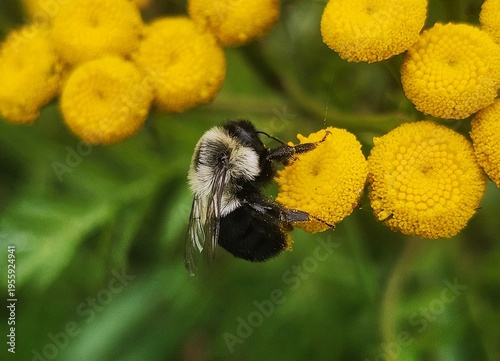 bee on a  flower