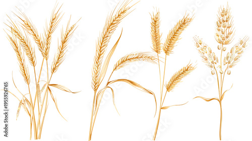 Watercolor style illustration of four different golden wheat grain stalks on white