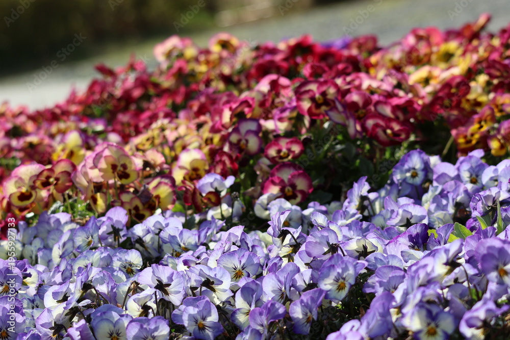 Obraz premium The flowerbeds are in full bloom