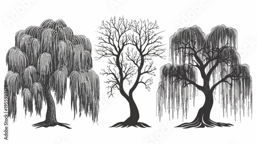 Three diverse trees, weeping willows flanking a leafless tree, in grayscale, simple background