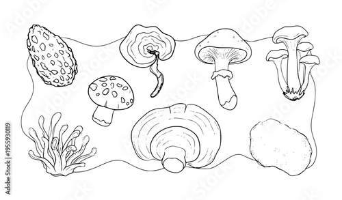 Artistic medicinal mushroom illustration set with organic hand drawn style for wellness branding and packaging design