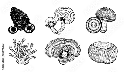 Hand drawn medicinal mushrooms set with chaga reishi shiitake cordyceps turkey tail and lions mane botanical vector illustration