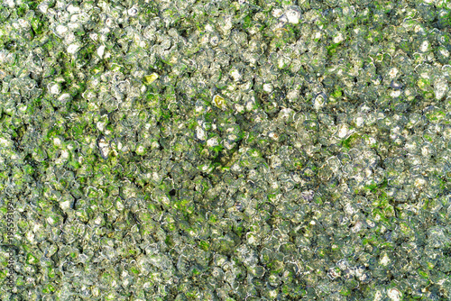 Top-down close-up of coastal rocks covered with small barnacles and green algae. Natural textured background showing marine life and intricate patterns on a seaside stone surface. Macro rock texture.