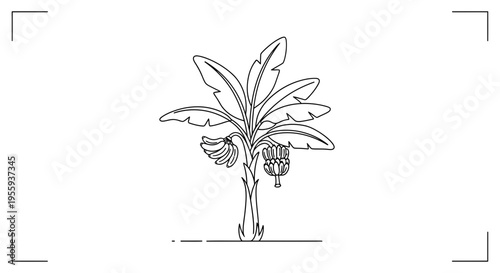 Banana Tree with Ripe Fruit Bunch, Simple Line Art Illustration, Tropical Plant Icon