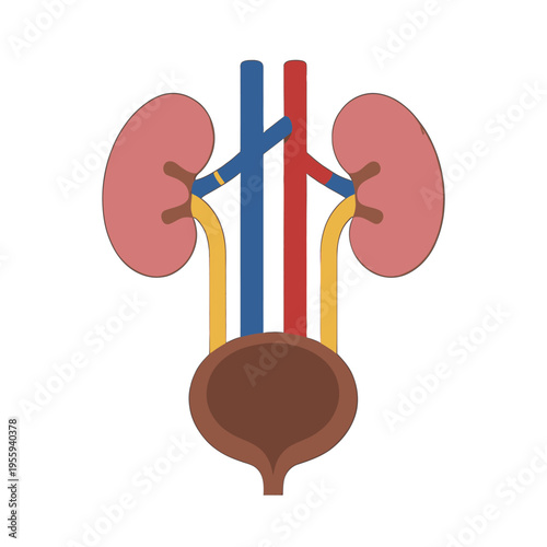 Human Urinary System Illustration Vector, Medical Anatomy Diagram with Kidneys, Veins, Arteries, and Bladder