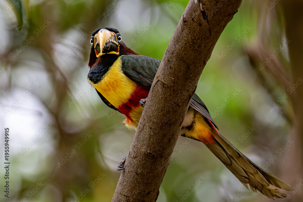 Fototapeta premium Aricari - Pantanal, Brazil