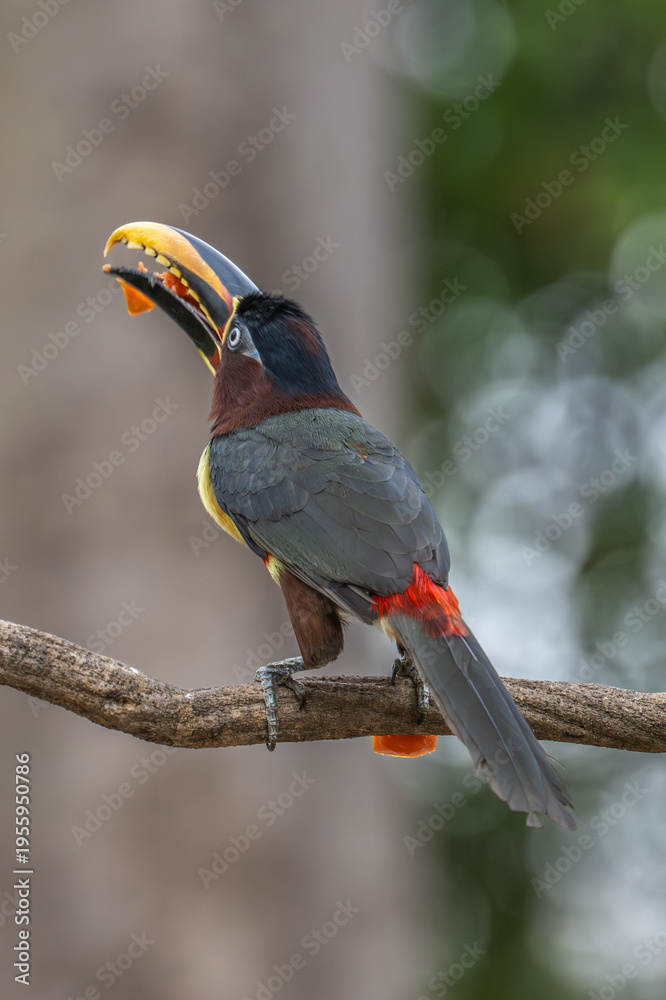 Fototapeta premium Aricari - Pantanal, Brazil