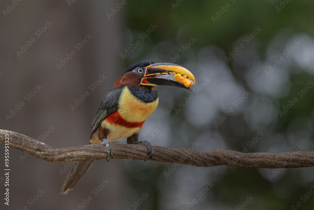 Fototapeta premium Aricari - Pantanal, Brazil