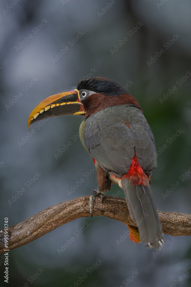 Fototapeta premium Aricari - Pantanal, Brazil