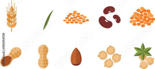 Grains and Legumes Illustration Set Featuring Wheat, Rice, Lentils, Beans, Peanuts and Seeds for Agriculture and Food Design