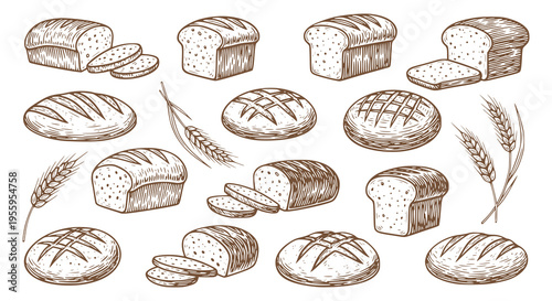 Collection of vintage hand-drawn sketch style set; artisan sourdough bread and wheat vector engraving drawing illustrations, rustic boule, rye loaf in a woodcut etching style for bakery background