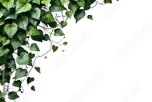Green leaves growing on climbing vines creating a natural floral border with transparent background