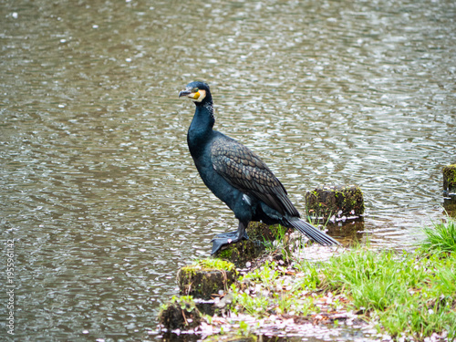 Obraz na plátne 弘前城の堀に居るカワウ(a cormorant in the moat of Hirosaki Castle)