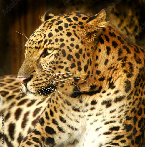 Close up of a Leopard.