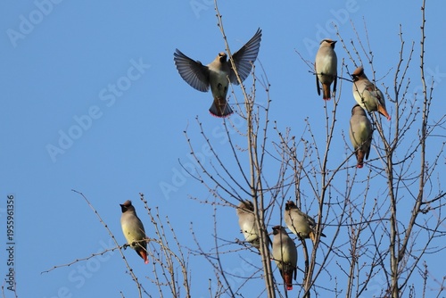 A flock of Bohemian Waxwings perched on top of a tree