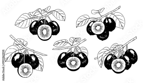 A black and white vector illustration of kiwi fruits with leaves