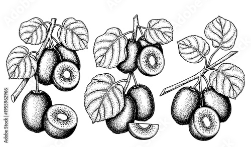 A black and white illustration of kiwi fruits and leaves on branches