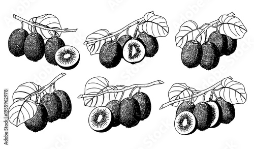 A black and white illustration of kiwi fruits on a branch
