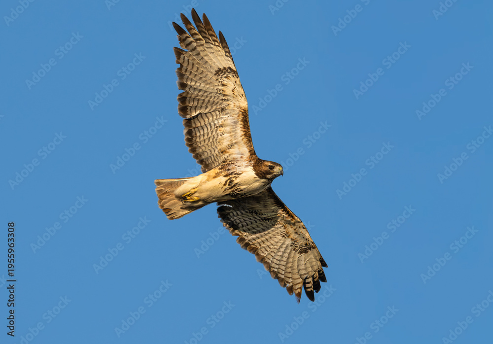 Fototapeta premium Red-tailed hawk in flight, its wings spread.