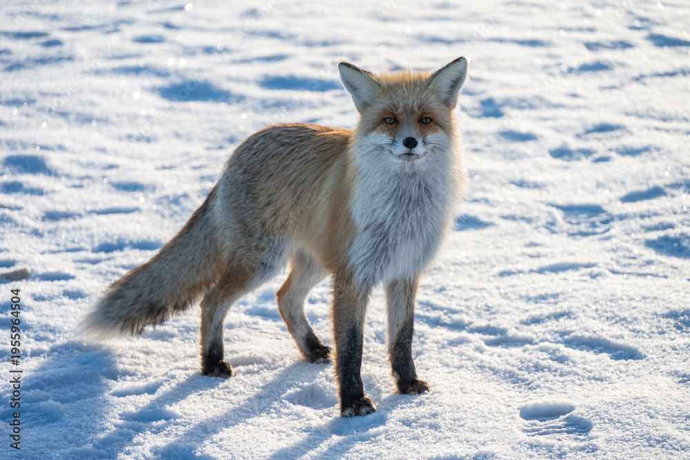 Fototapeta premium A red fox was spotted on the ice surface of lake Baikal, Russia. Known for their adaptability, they are often photographed hunting or scavenging on the lake's ice during winter.