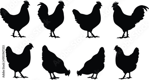 Chicken silhouettes collection with rooster and hen poses isolated on white background, farm poultry vector set for agriculture design use