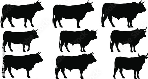 Bull silhouettes collection with different poses isolated on white background, livestock cattle vector set for farming agriculture and ranch design