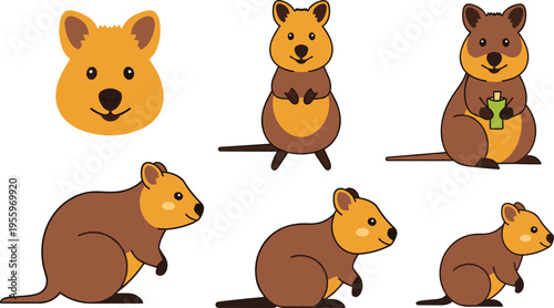 Cute Quokka Animal Set with Different Poses and Expressions Smiling Australian Marsupial Collection with Standing, Sitting and Face Vector Illustration