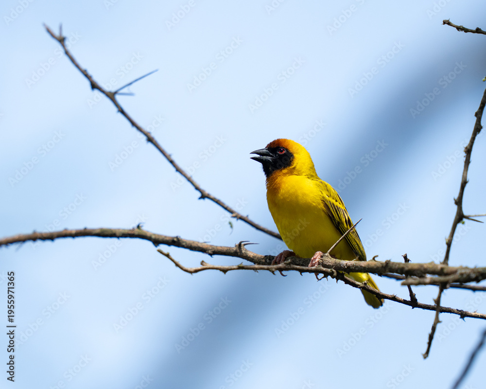 Obraz premium Rüppell's weaver bird sitting on thorn branches