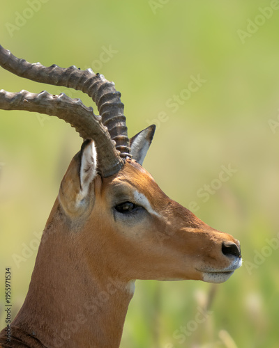 Photography Male African Impala up close profile photo