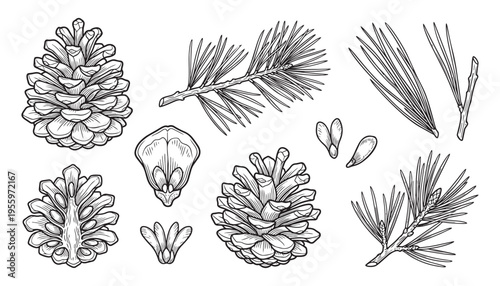 Pine cones needles seeds hand drawn illustration forest elements vector isolated artwork