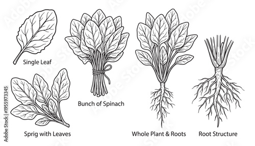 Spinach plant collection with single leaf bunch sprig and root structure vector graphic illustration