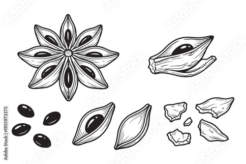Star anise spice whole seed pods and broken pieces with single seeds food vector illustration