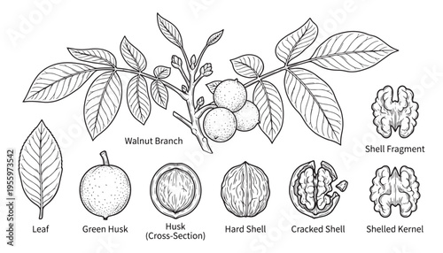 Walnut tree parts: branch, fruit, husk, shell and kernel vector illustration