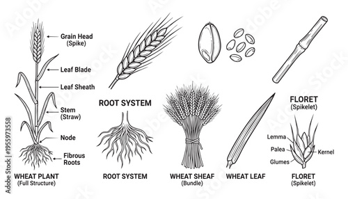 Wheat plant structure: roots, stem, leaves, grain head and floret vector illustration