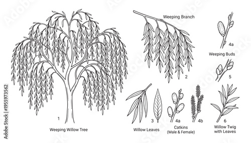 Weeping willow tree parts: trunk, branches, twigs, leaves, buds and catkins vector illustration