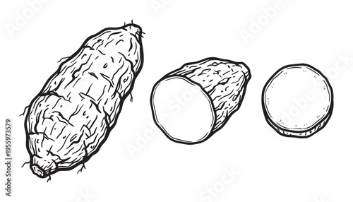 Cassava root tuber: whole, cross section and sliced view vector illustration
