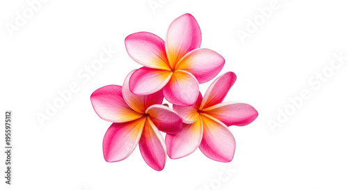 Pink and yellow plumeria flowers isolated transparent with cut out