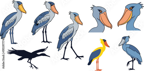 Shoebill Stork Bird Set with Different Poses and Views Exotic African Wildlife Collection with Full Body, Head Closeups and Silhouette Vector Illustration