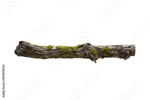 Wood branch with green moss, showing natural organic texture, rustic bark details, dry tree part, transparent background