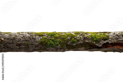Fallen tree branch with vibrant green moss growing on weathered bark, isolated on transparent background
