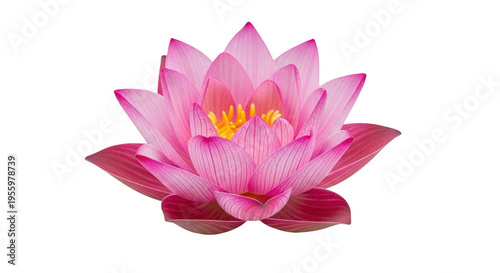 Pink lotus flower with perfect for spa, wellness, and meditation themes cut out