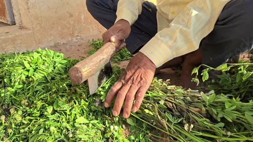 Close up of an indian farmer manually cutting green fodder grass with a traditional tool for livestock feeding