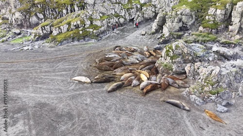 Aerial orbits leftward around a large colony of southern elephant seals huddling on the volcanic sands of Elephant Point, revealing tourists watching from a nearby rock formation