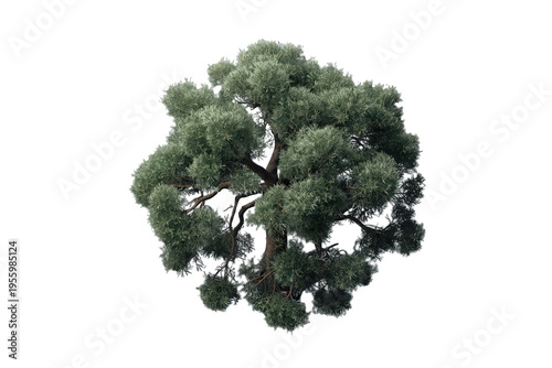Pine tree with dense green foliage presenting a top-down view. Evergreen plant isolated with a transparent alpha channel