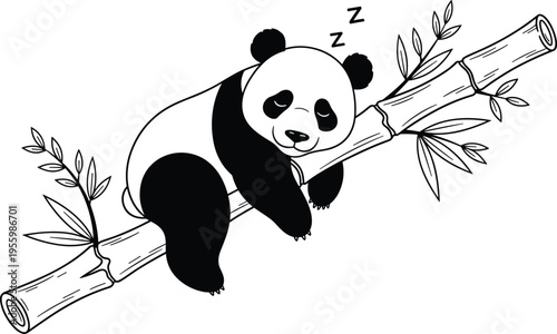 Sleeping panda illustration on bamboo branch with peaceful expression, black and white artwork, wildlife design, cute animal cartoon drawing.