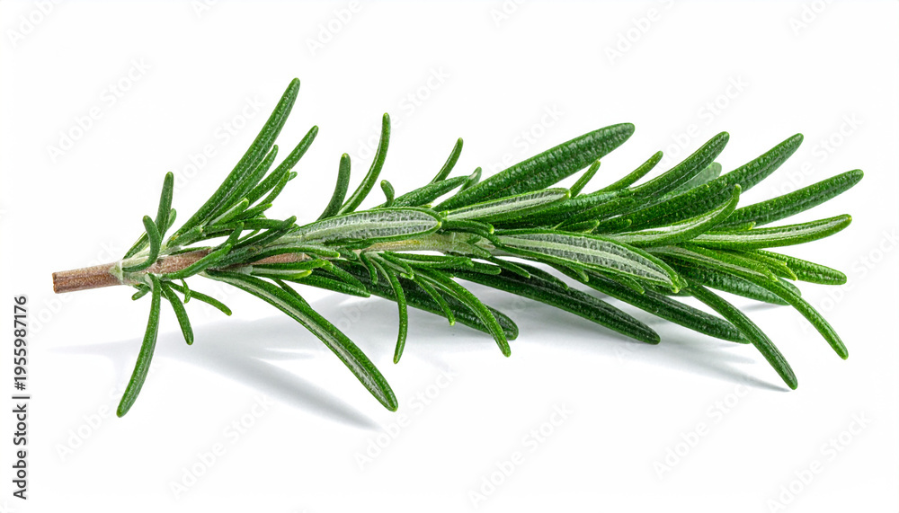 Fototapeta premium Isolated rosemary herb sprig with detailed green foliage on a bright white surface