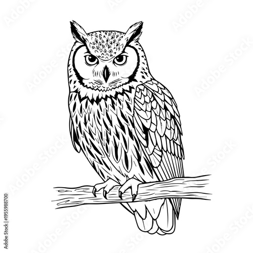 Detailed black and white illustration of a perched owl on a branch, gaze forward and alert.