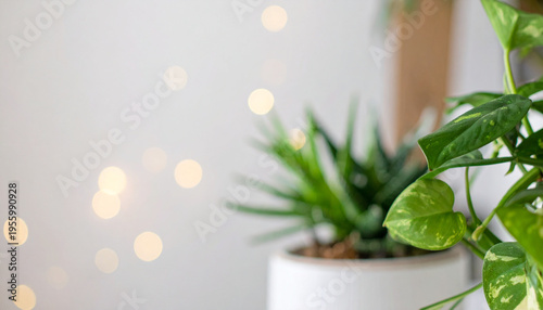 観葉植物のある明るい空間とボケ背景　清潔感のあるモダンなインテリアイメージ